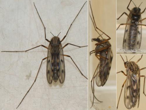 Réf. 252 284 : Macropelopia nebulosa